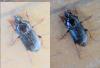 Harpalus rubripes